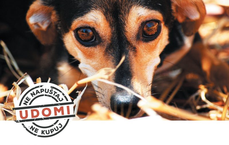 ZakonskeObaveze-100x180mm gradovi-2