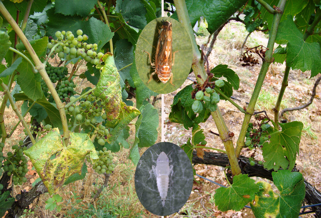 zlatna_zutica_2500x1700